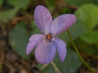 /album/fiori-invernali/viola-mammola-1-jpg/